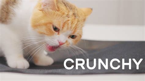 Crunchy And Yummy Cat Asmr Youtube