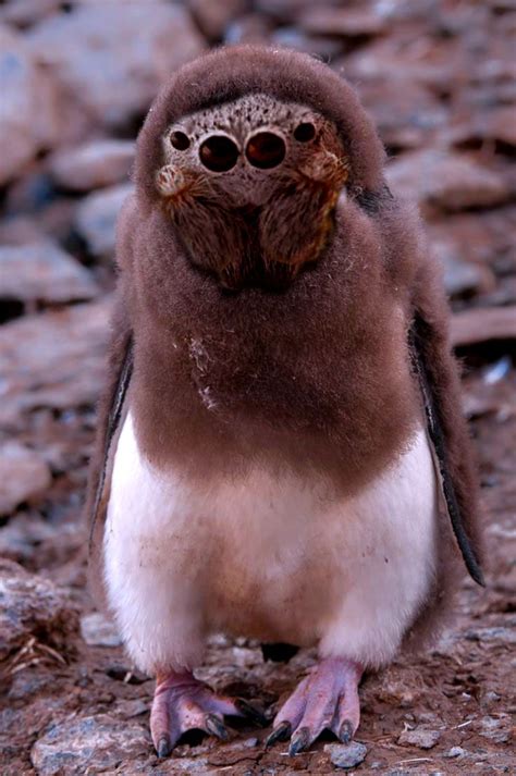 Spider Face Rock Hopper Cute Animals Baby Penguins