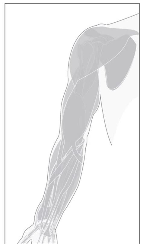 You can use them as an educational means to help teach your kids what it's really like to be an army. Paint Draw Paint, Learn to Draw: Anatomy Basics: Muscles ...