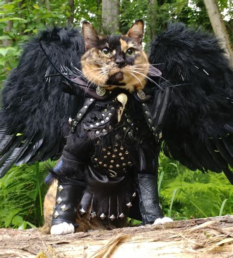 Cat Cosplay Of The Feline Variety — The Purrfect Cosplay Dosent Exi
