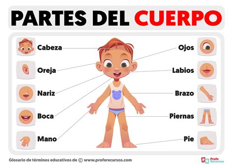 Partes del Cuerpo para Niños