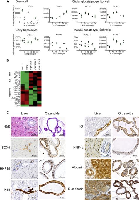 Characterization Of Canine Hepatic Organoids Download Scientific Diagram