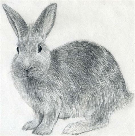 How To Draw A Rabbit