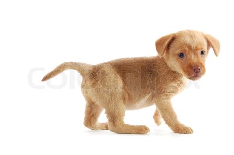 Prtrait Of A Little Puppy Looking At Stock Image Colourbox