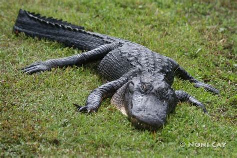 American Alligator Noni Cay Photography