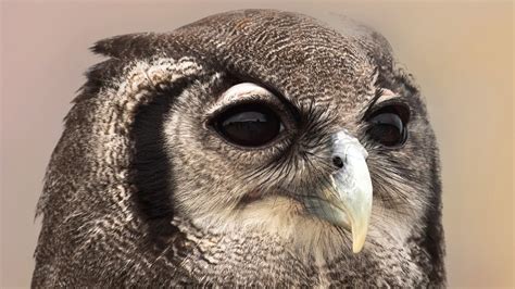 Owl Sound Owls Sound Effects Owl Calls Owl Noises Nature Sounds