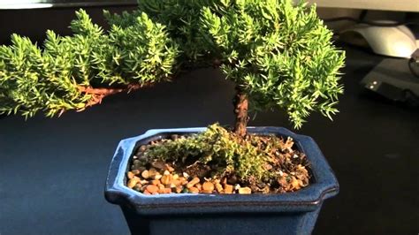 Bonsai Tree Wallpaper 67 Images