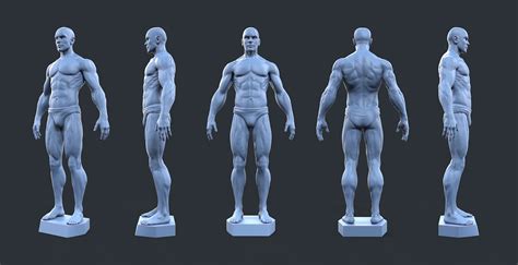 Printable Male Anatomy Figure