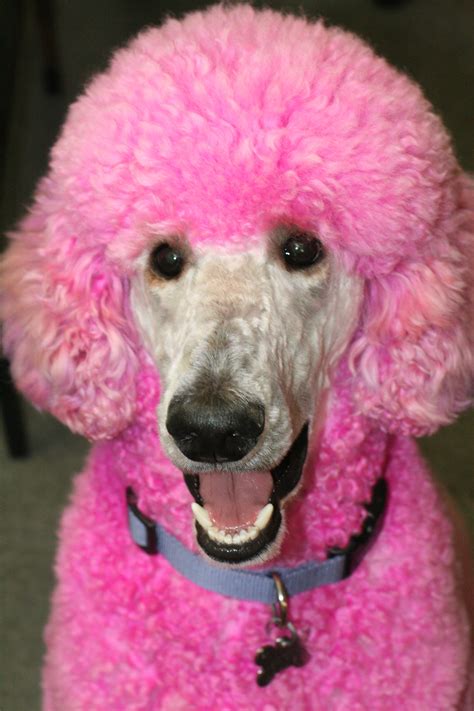 Jecht The Happy Pink Poodle With Images Pink Dog Pink Poodle Poodle