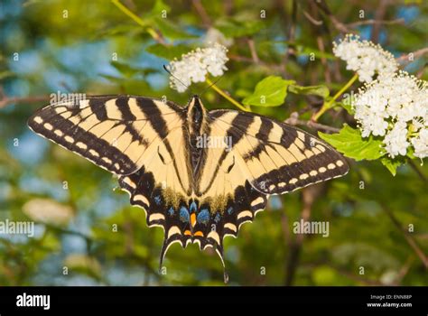 Eastern Tiger Swallowtail Butterfly Papilio Glaucus Clinging To A
