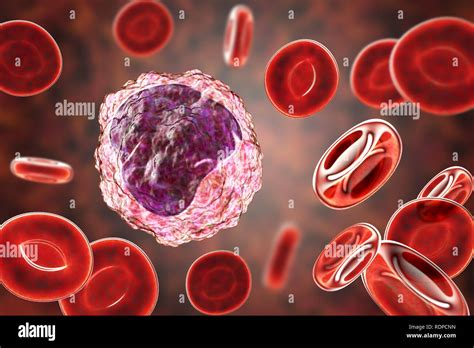 Monocyte White Blood Cell In A Blood Smear Computer Illustration