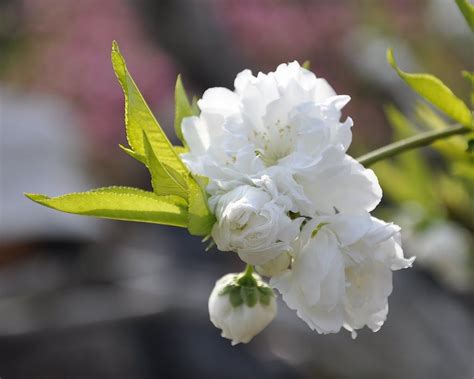 Check spelling or type a new query. Peach blossom, Peach blossom flower, Flower pictures