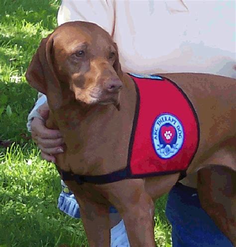 | all the info you need when you are looking for puppies for sale. Vizsla Breeder Registry, Vizsla Breeders, Illinois USA ...