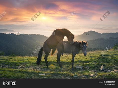 Horses Sex Image And Photo Free Trial Bigstock