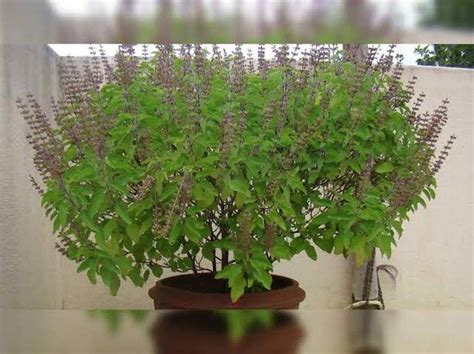 Tulsi Benefits Know All About Holy Basil