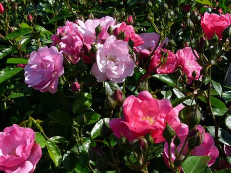 Angela Heesterrozen Rosarium Lottum