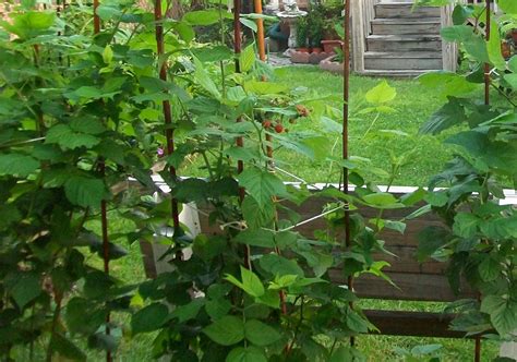 How To Grow Raspberries In Containers Creative Home