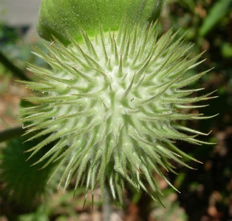 Spiked Seed Pod Flickr Photo Sharing