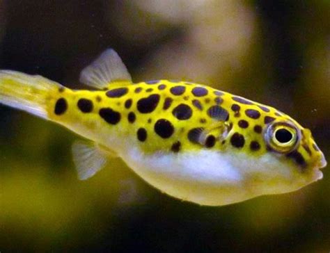 Green Spotted Puffer Care Breeding Tank Size And Disease