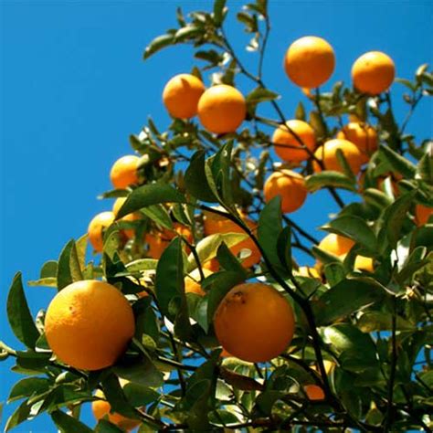 Oranger Citrus Sinensis Hérault La Pépinière Tgs Présente Son Catalogue