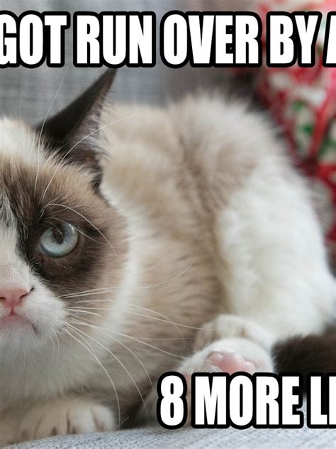 Free Download Cat Meme Quote Funny Humor Grumpy 7 Wallpaper Background