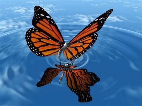 Found On Bing From Butterfly Pictures Beautiful Butterflies Butterfly Wallpaper