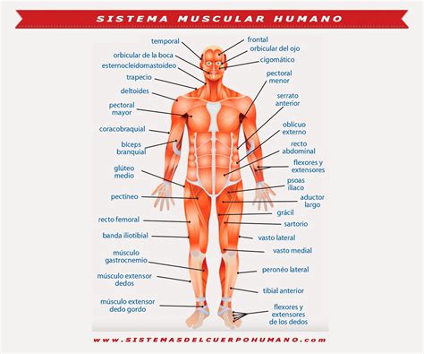 Sistema Muscular Funciones And Partes And Caracteristicas