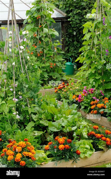 Summer Garden With Runner Bean Wigwams Mixed Vegetable And Flower