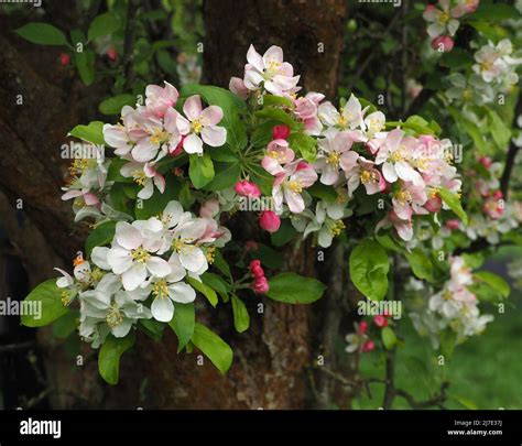 Crab Apple Trees Hi Res Stock Photography And Images Alamy