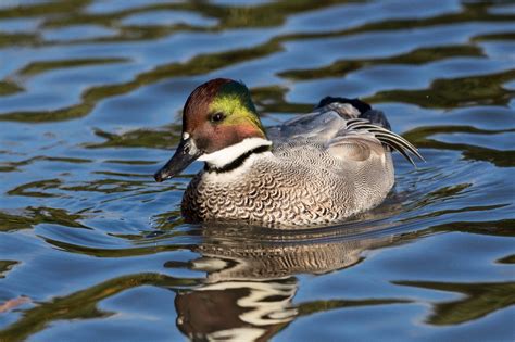 Falcated Ducks Wwt