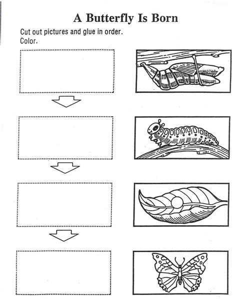 Life Cycle Of A Butterfly Worksheet For Kindergarten