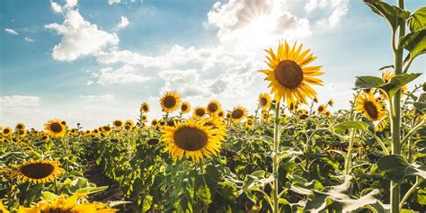 20% off all items · from $19.99 · same day delivery 30 Best Sunflower Fields Near Me - Top Sunflower Fields ...