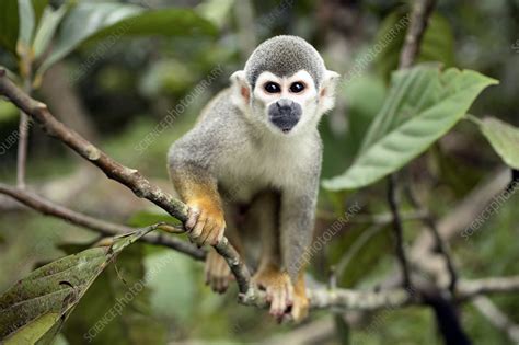 The world's most popular userscript manager. Common squirrel monkey - Stock Image - Z908/0042 - Science ...