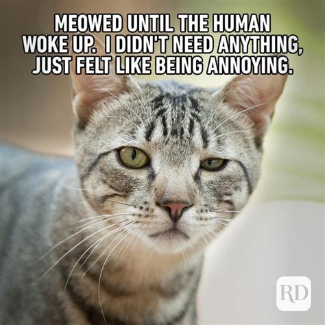 Karen Cat Meme Cat Jokes Cat Memes Cute Cat Memes Kulturaupice