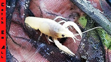 1 In 100 Million Translucent Lobster Caught In My Pond Blue Lobster