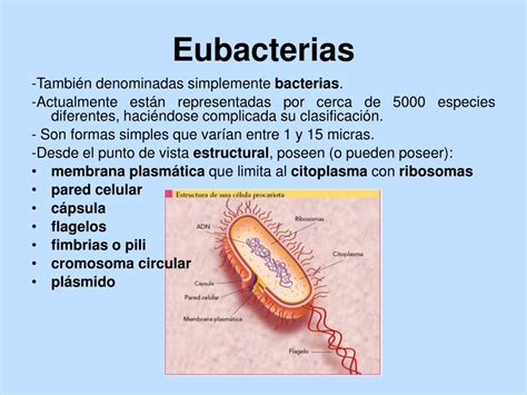 Estructura De La Membrana Plasmatica De Las Bacterias 2020 Idea E Images