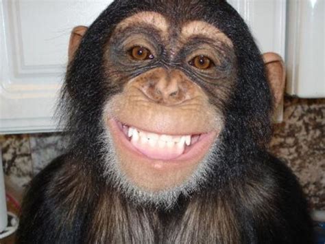 Chimp Smile Smiling Animals Laughing Animals Monkey Pictures