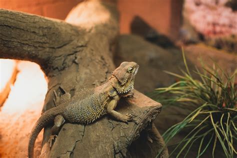 Bearded Dragons As Emotional Support Pets What You Should Know