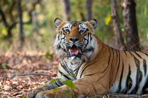 Why Are Tigers Endangered A Z Animals