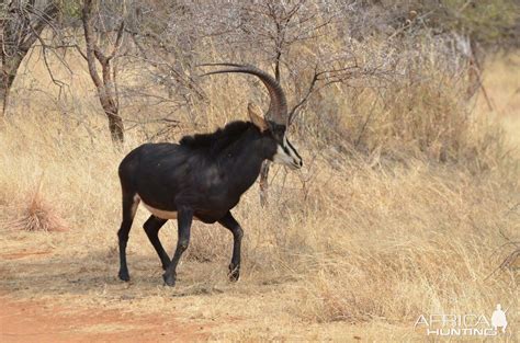 Sable Antelope South Africa