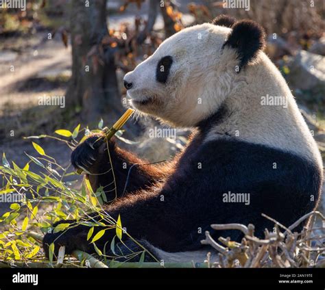 Vienna Austria December 30 Panda Yang Yang Eats Bamboo At The