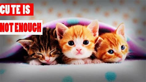 Baby Cats 🔴 Funny And Cute Baby Cat Videos Compilation 2018 Youtube