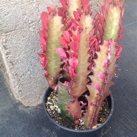 Supplied in a 17cm pot. Succulent plant Euphoria Trigona CV. AKA Good Luck Plant ...