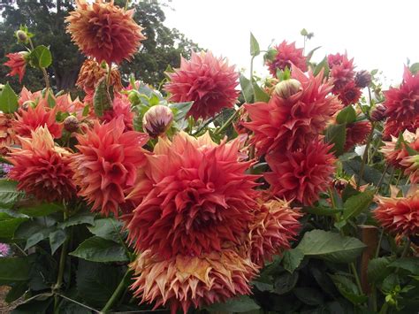 Australian Dahlias And Tubers Dahlia Tuber Sales 2014 Portland Dahlia