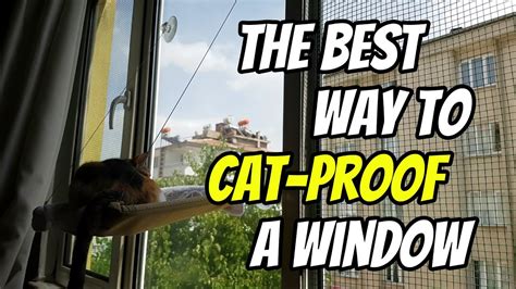 The Best And Easiest Way To Cat Proof Your Windows Youtube