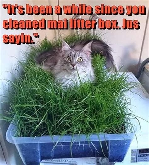 Dump A Day Attack Of The Funny Animals 42 Pics Indoor Cat Garden