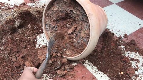 Organic material can come from either a compost or well rotted manure, or even a combination of both. 5 STEPS TO REJUVENATE EXPIRED OLD POTTING SOIL MIX ...