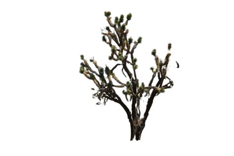 Joshua Tree Png Transparent Images Free Download Vector Files Pngtree