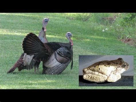 Farm Vlog Gobblers Strutting In The Front Yard Youtube
