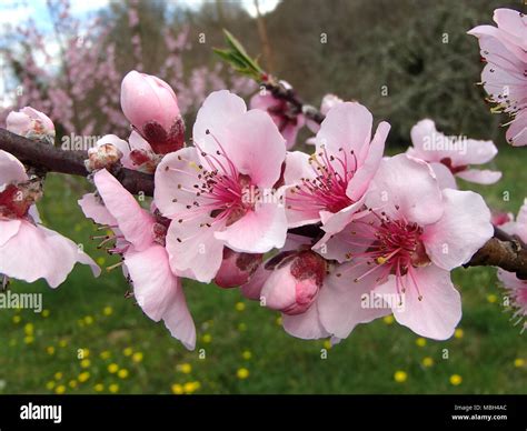 Flowering Peach Tree Peach Tree Hi Res Stock Photography And Images Alamy